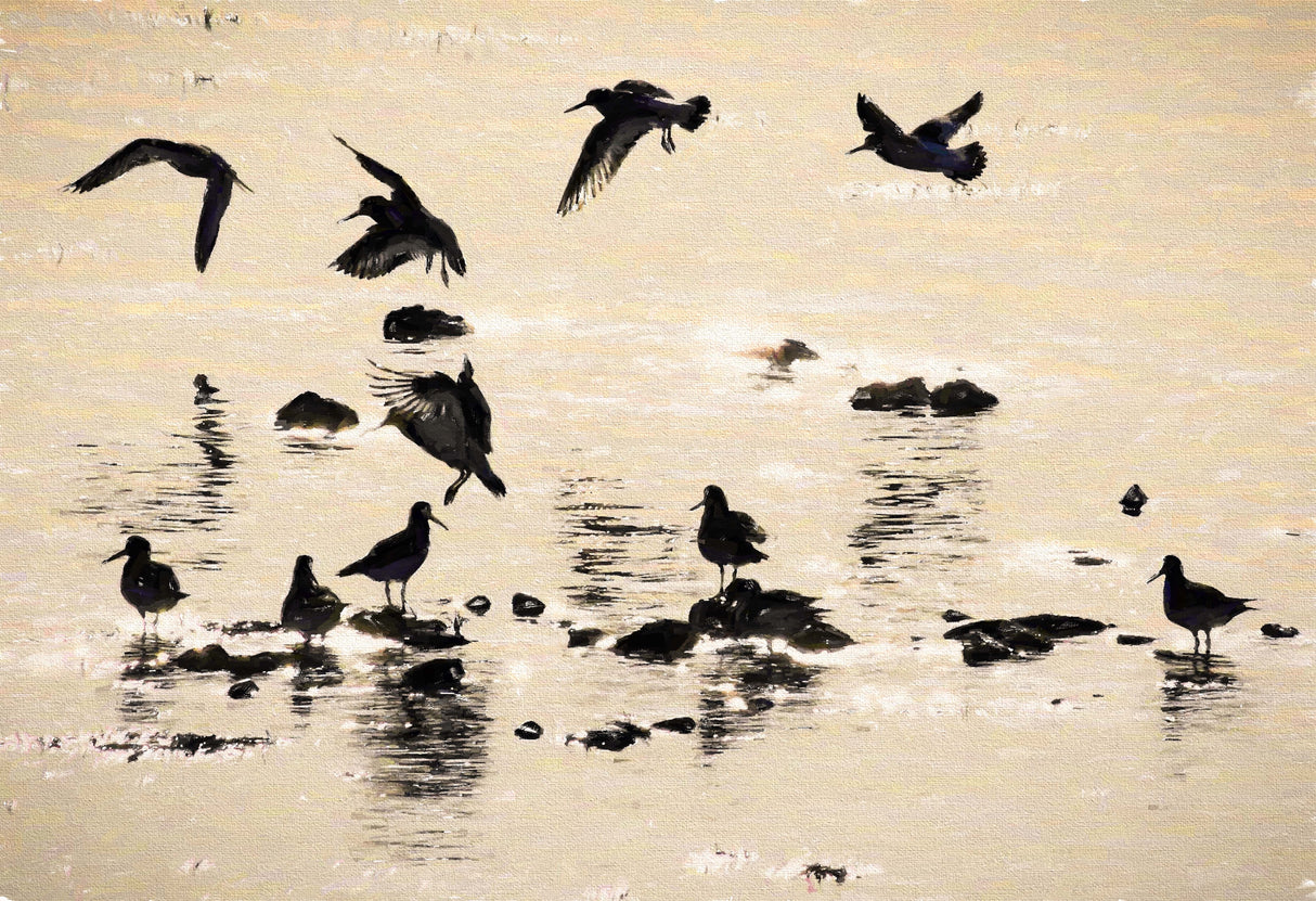 Ballet in Silhouette, Strangford Lough