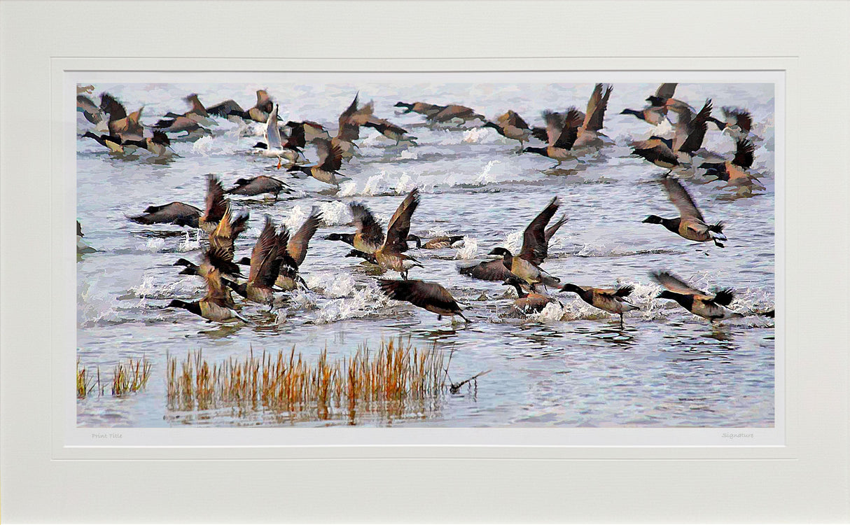 Brent Geese, Strangford Lough