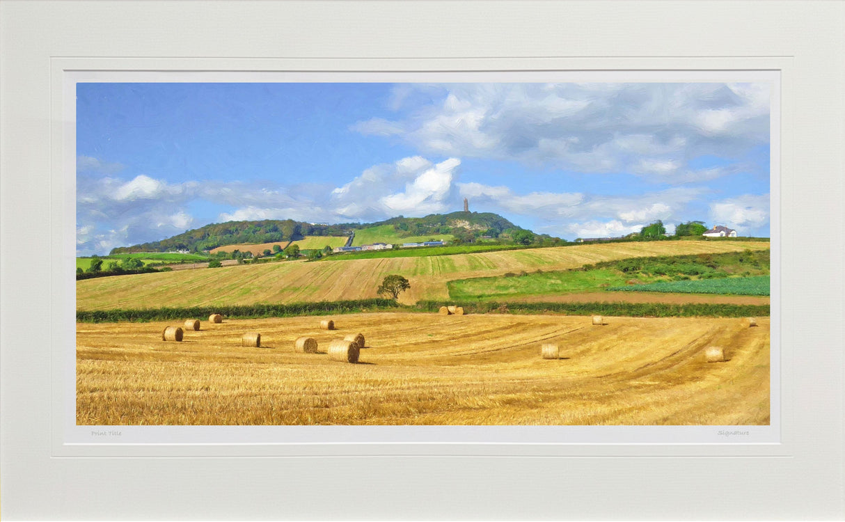 Late Summer, below Scrabo