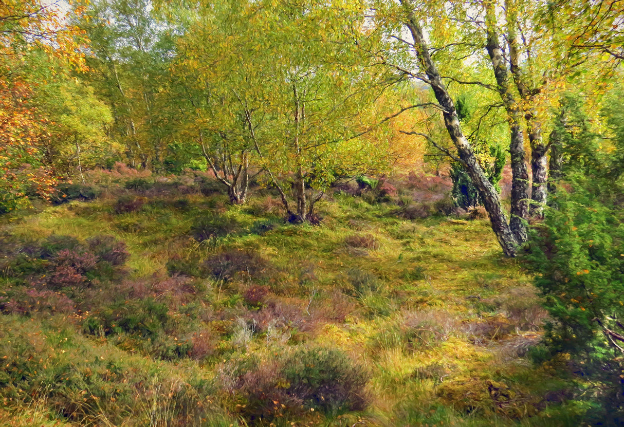 Autumn , forest's edge