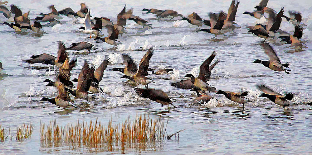 Brent Geese ,Strangford Lough