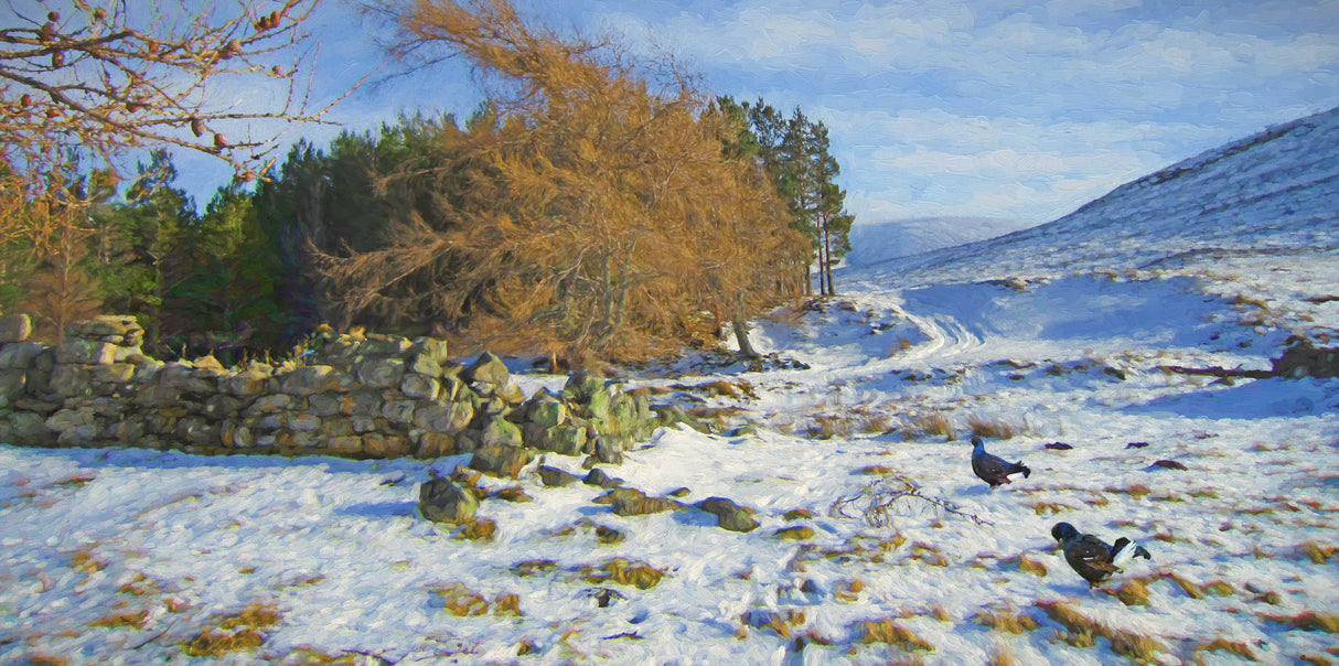 By the old cottage , Coignafearn