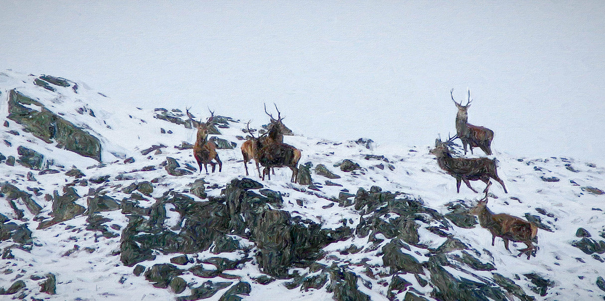 The Highlanders , Coignafearn