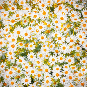 Daisy Dreams