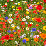 Wildflowers, Happy Together