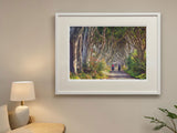 Quiet Reflection, The Dark Hedges