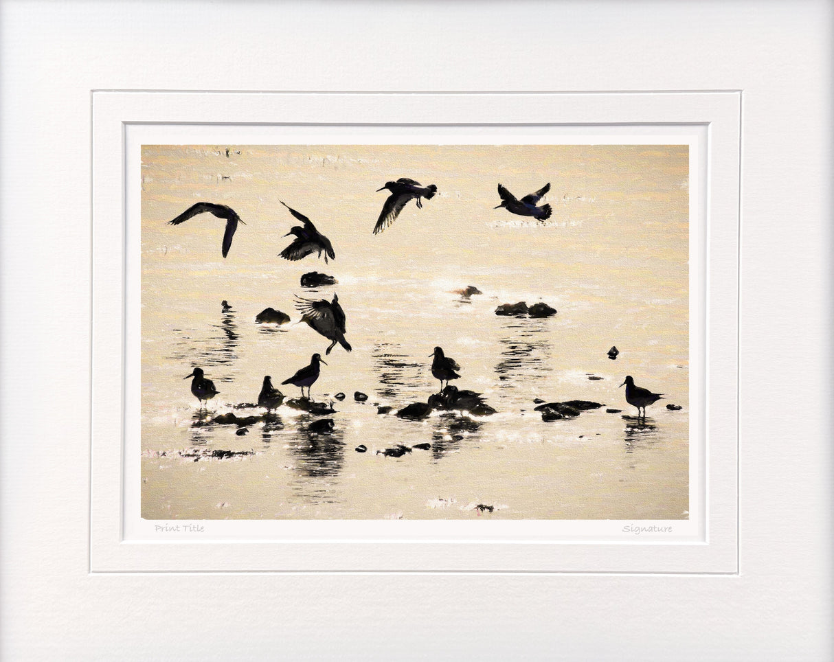 Ballet in Silhouette, Strangford Lough