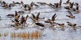 Brent Geese, Strangford Lough