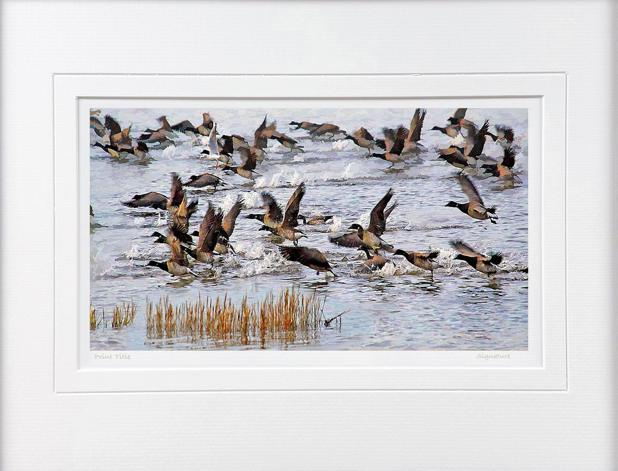 Brent Geese, Strangford Lough