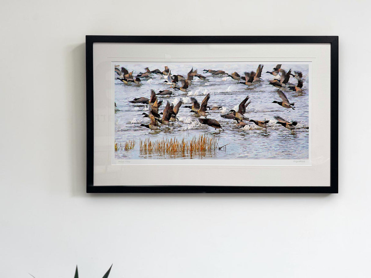 Brent Geese, Strangford Lough