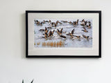 Brent Geese, Strangford Lough