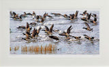 Brent Geese, Strangford Lough