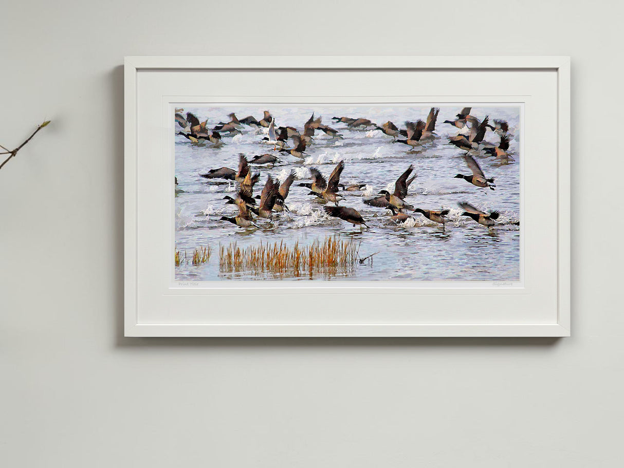 Brent Geese, Strangford Lough