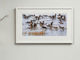 Brent Geese, Strangford Lough