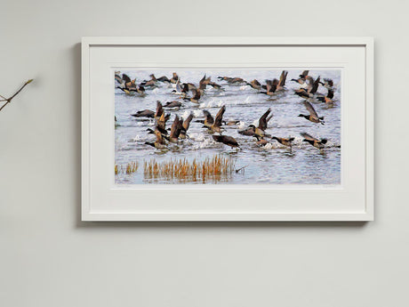 Brent Geese, Strangford Lough - signed limited edition print by Lucas Creative Art