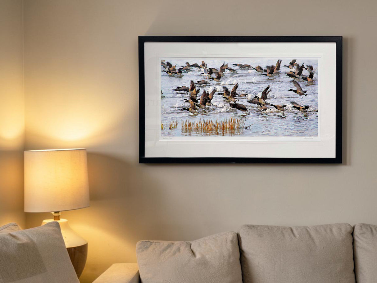 Brent Geese, Strangford Lough