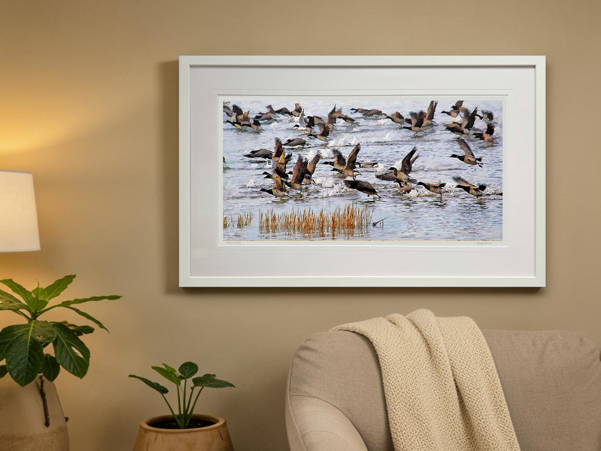 Brent Geese, Strangford Lough