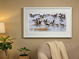 Brent Geese, Strangford Lough