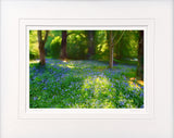 Mount Stewart - Bluebells