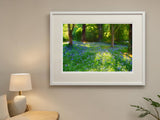 Mount Stewart - Bluebells