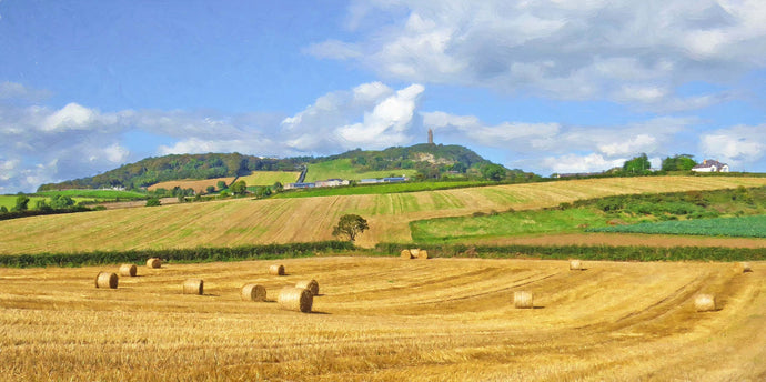 Late summer , below Scrabo