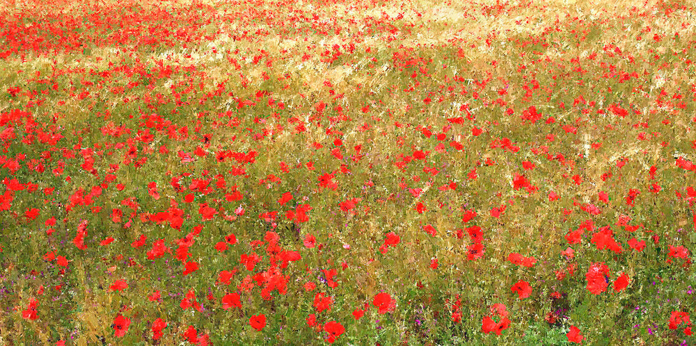 Poppies in gold , Provence
