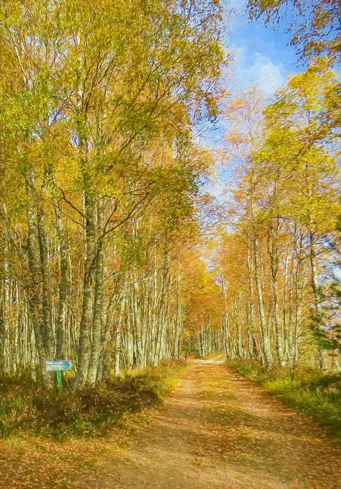 Shades of Autumn, Feshie